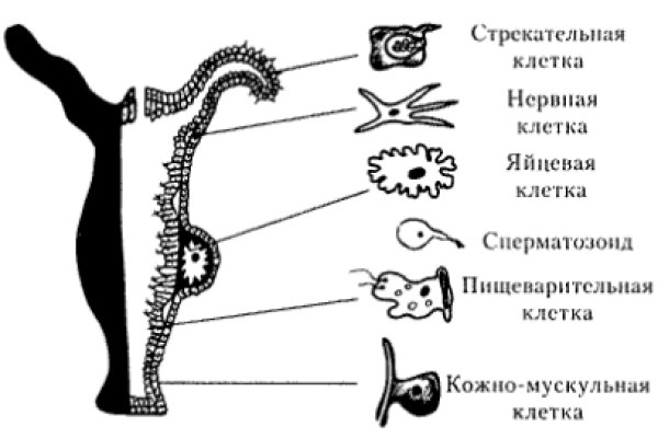 Ссылка адрес на кракен тор