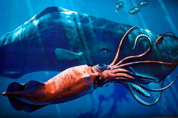 Kraken 12at сайт