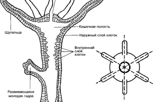 Kraken tor